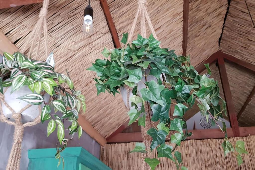 Balistyle Guesthouse Incl Hottub Near Amsterdam And Haarlem Velsen-Zuid Exterior foto